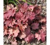 Гейхера Отумн Ливз (Autumn Leaves), C1